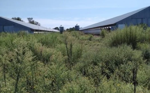 Poultry Farm in Ellerbe, NC Richmond Co. Broiler Farm