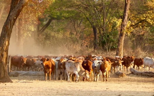 International Fully Developed 3,415 Acre Cattle Ranch For Sale