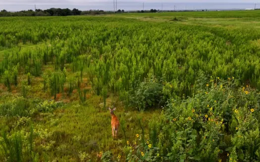 93 acres on Hwy 287 in Hardeman County, Texas