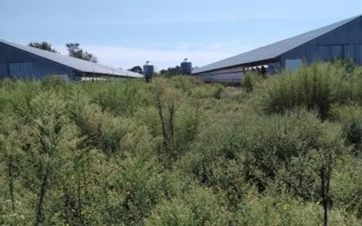 Poultry Farm in Ellerbe, NC Richmond Co. Broiler Farm