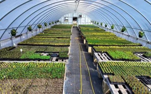 USDA Organic-Certified Wholesale Nursery in Georgetown, TX