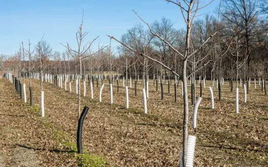 117 Acres with Established Tree Farm for sale – Trenton MO