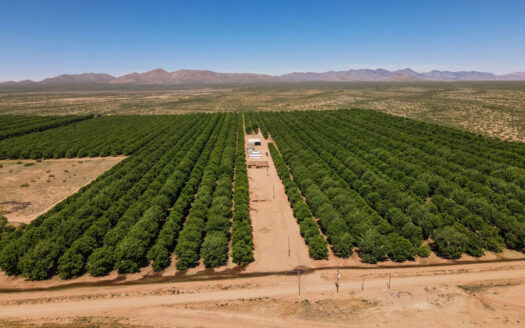 Pecan Orchard For Sale in Arizona
